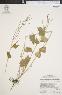 Alliaria petiolata image